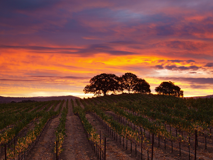 Napa County vineyard at Sunrise